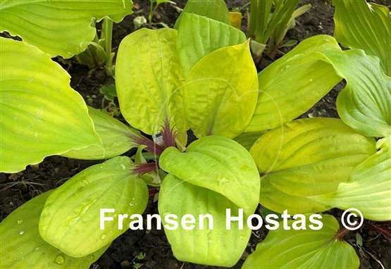 Hosta Owen's Outrage